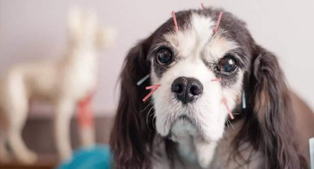 Un perro con tratamiento de acupuntura.