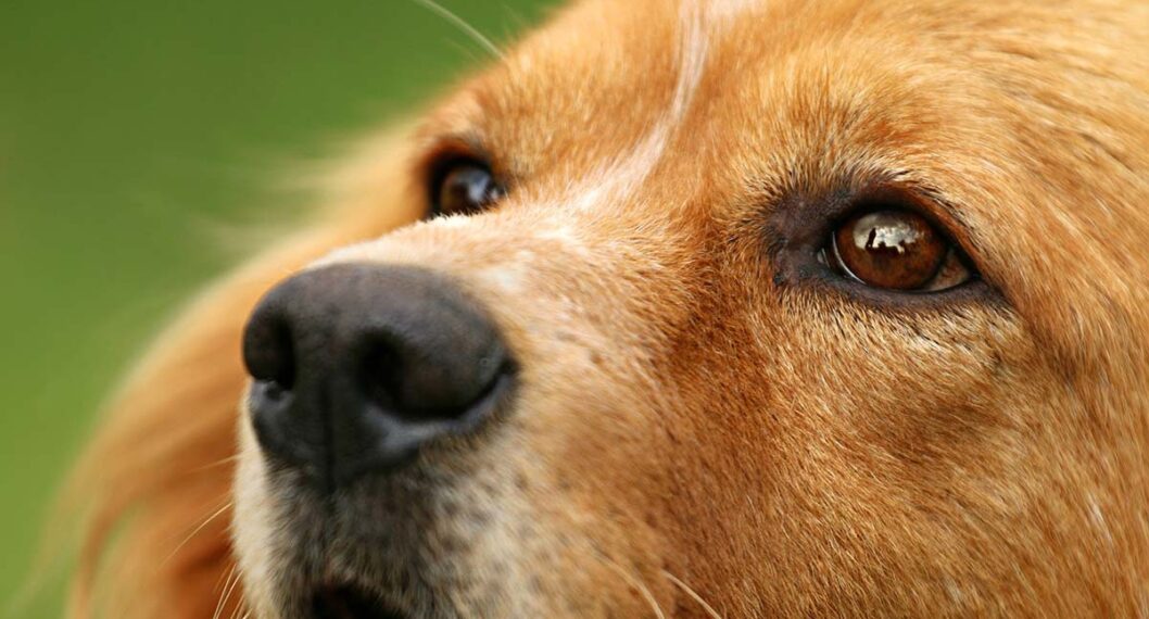 Cataratas, glaucoma y más enfermedades que puede prevenir en mascotas