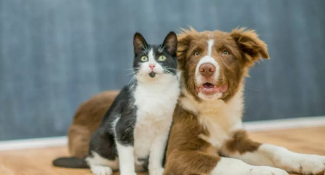 Perros y gatos se deben vacunar cuando son mascotas, pero es de forma distinta.