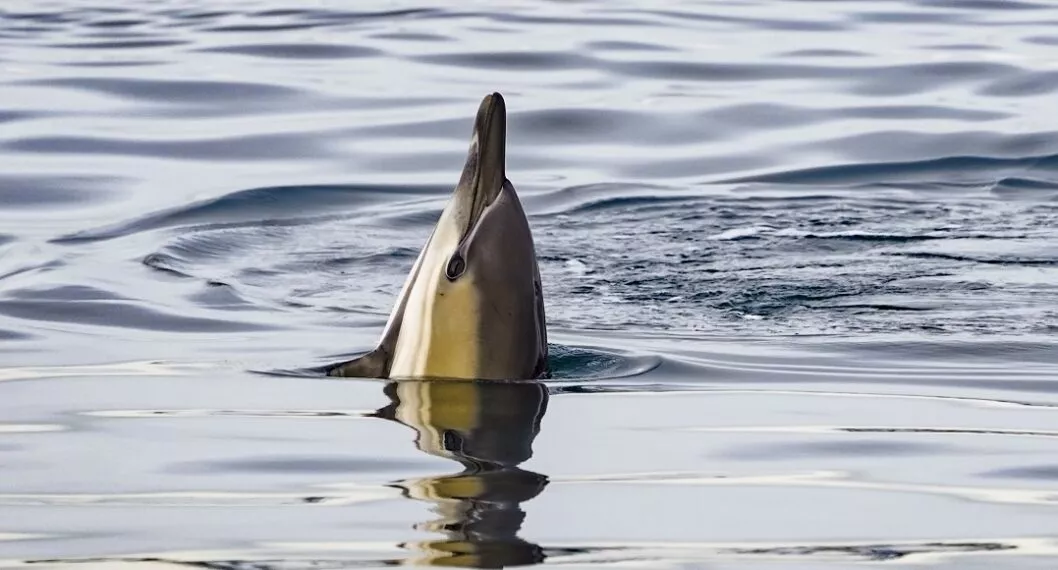 Las autoridades informaron del hallazgo de 24 cetáceos sin vida; desde hace un mes este fenómeno viene siendo recurrente.