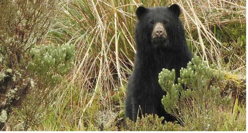 No todos los osos andinos tienen este patrón de manchas en los ojos.