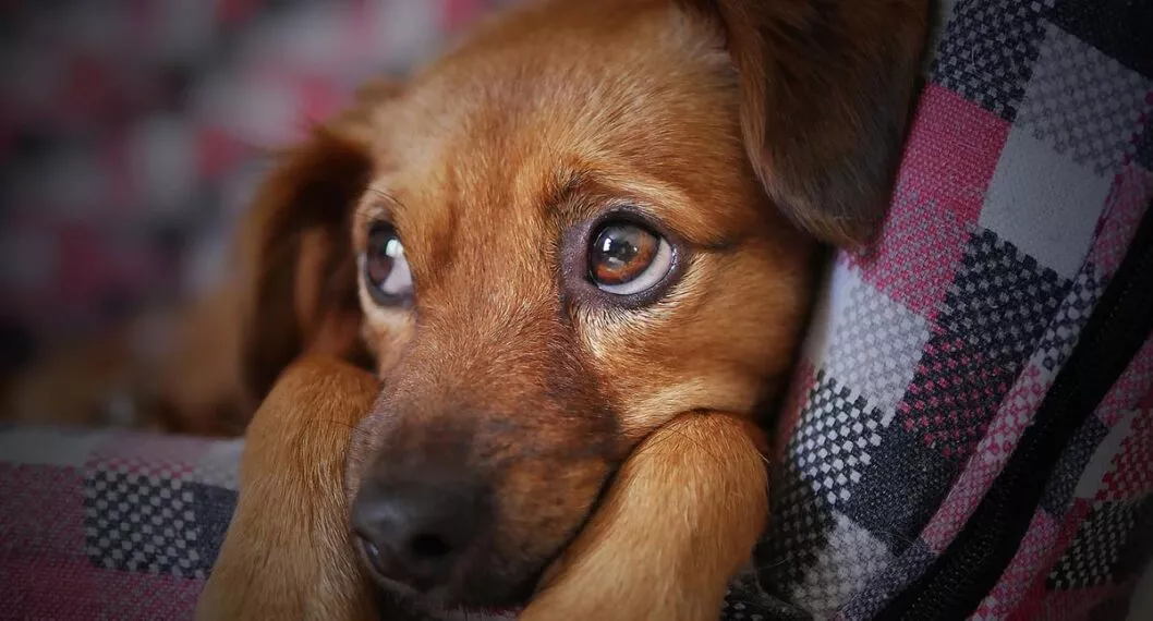 Imagen de un perro a propósito de cómo saber si las mascotas sienten algún dolor, hacen varios gestos