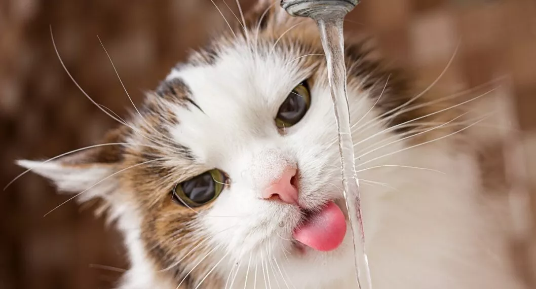 Gato tomando agua ilustra nota sobre cuidados que hay que tener con ellos
