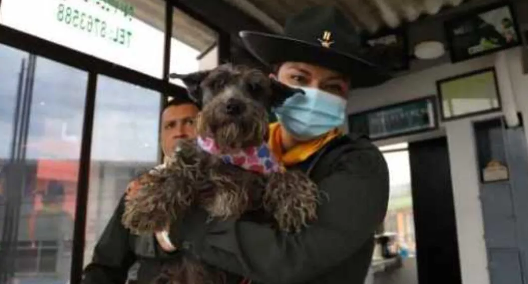Estos caninos hacen parte de la familia Policial después de ser atendidos por veterinarios.