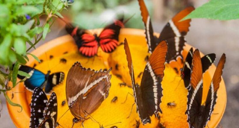 Colombia, el país con el mayor número de mariposas identificadas