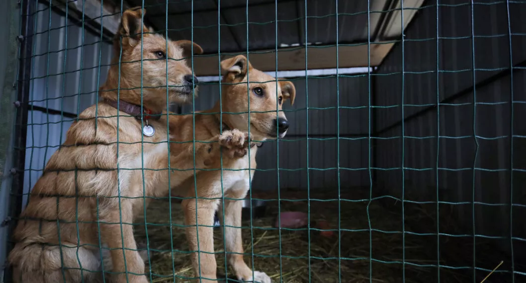 Hallan más de 300 perros muertos en refugio de Ucrania; duraron semanas sin agua ni comida