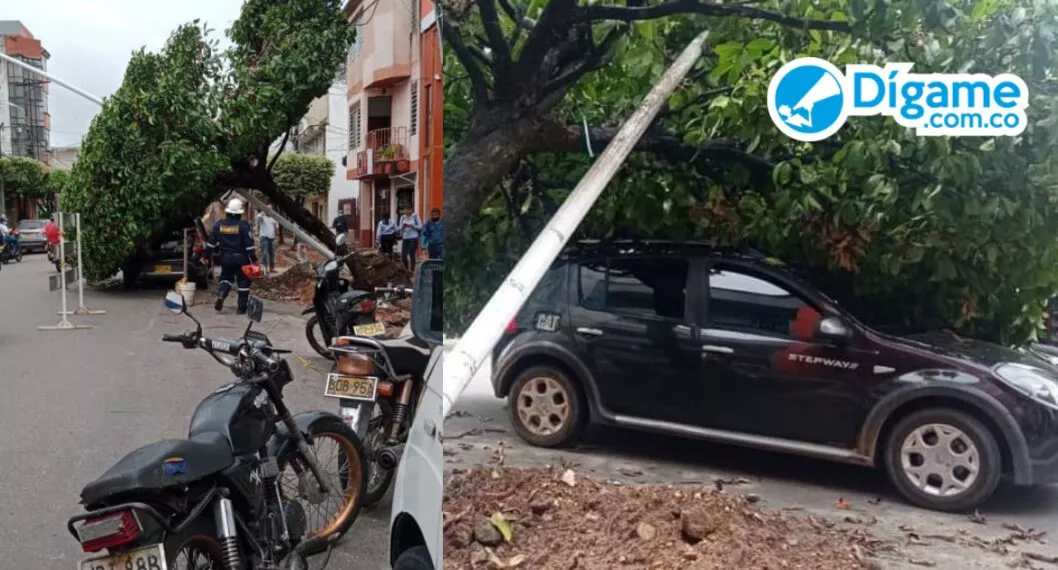 [Video] Árbol cayó encima de un carro, en medio de la construcción de la calle Centenario