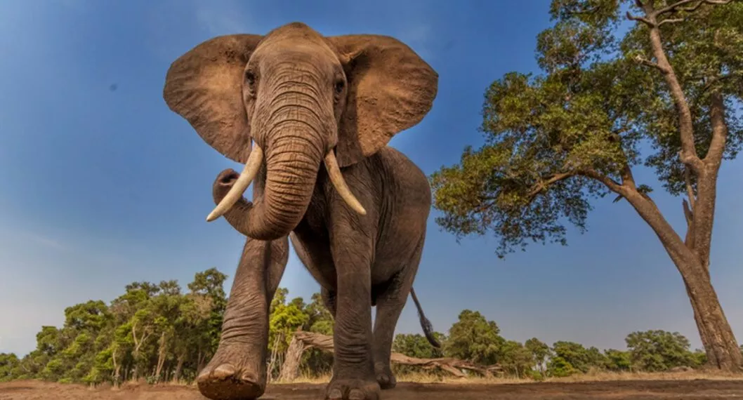 Investigador colombiano fue aplastado por un elefante en Uganda