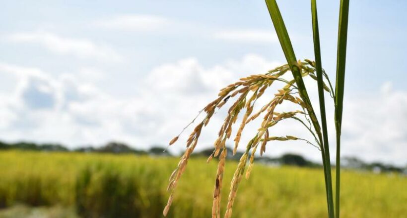 Los bioinsumos contribuyen a nutrir los cultivos de manera natural.