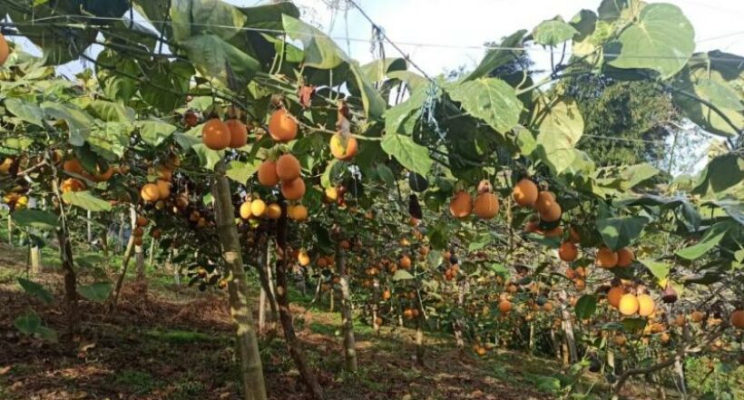 Los productores de granadilla en Anzoátegui, Tolima, también han tenido que afrontar el mal estado de las vías, situación que les impide transportar la fruta.