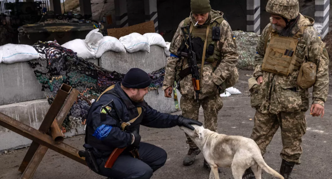 "Mueren por bombardeos o abandono": desde Ucrania revelan difícil situación de animales