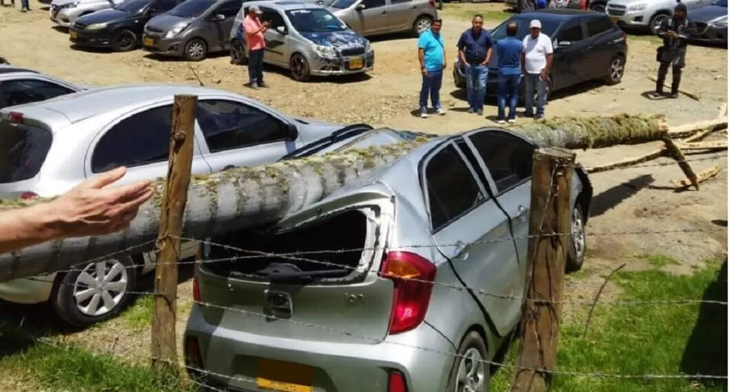 Una palma de cera le cayó a un carro en el Valle del Cocora, en Quindío.