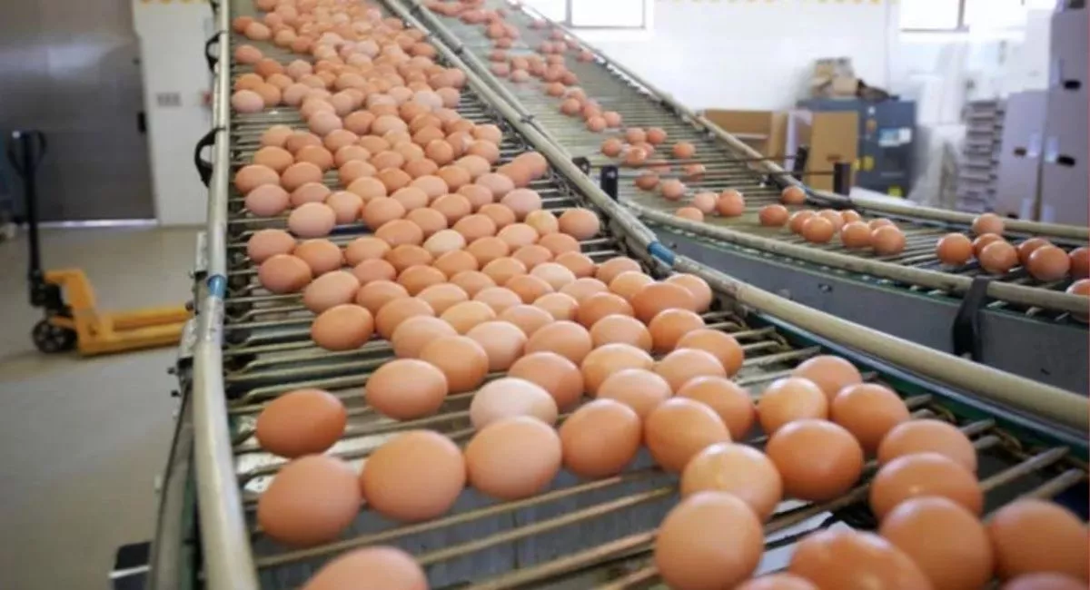 Precio del huevo: productores dicen que en agosto disminuiría su costo