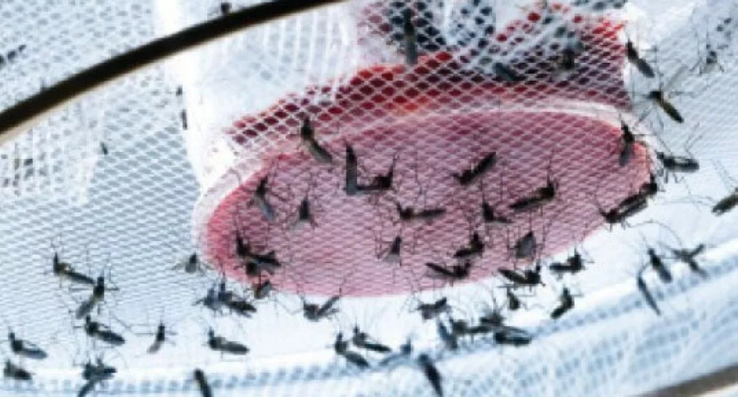 Aumentó el dengue en Colombia, pero en Risaralda bajó