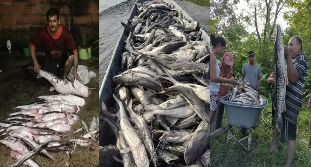 Imagen de los pescados a propósito de que en el Río Carare se presentó emergencia ambiental con la perdida de muchos peces