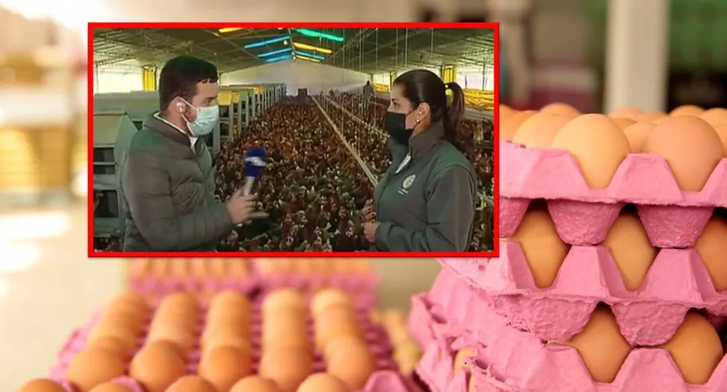 Precio del huevo en Colombia: periodista de Noticias Caracol elogia a productora.