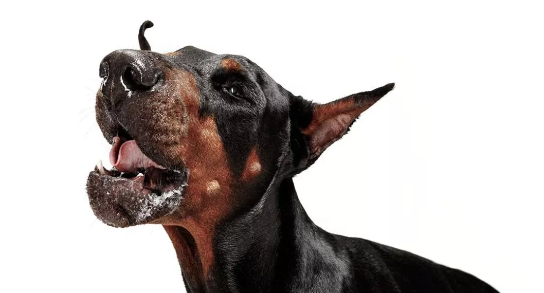 Qué es el síndrome de dilatación o torsión gástrica que les da a los perros