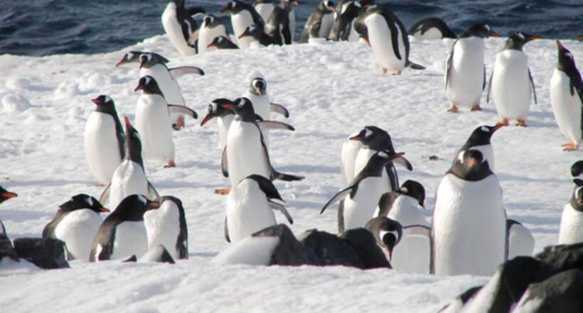 En Antártida ofrecen 2.000 euros por ir a contar pingüinos: así podrá postularse 