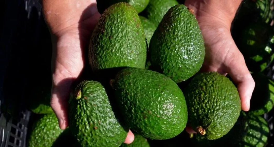 Las frutas y hortalizas son el cuarto renglón de exportación del Tolima.