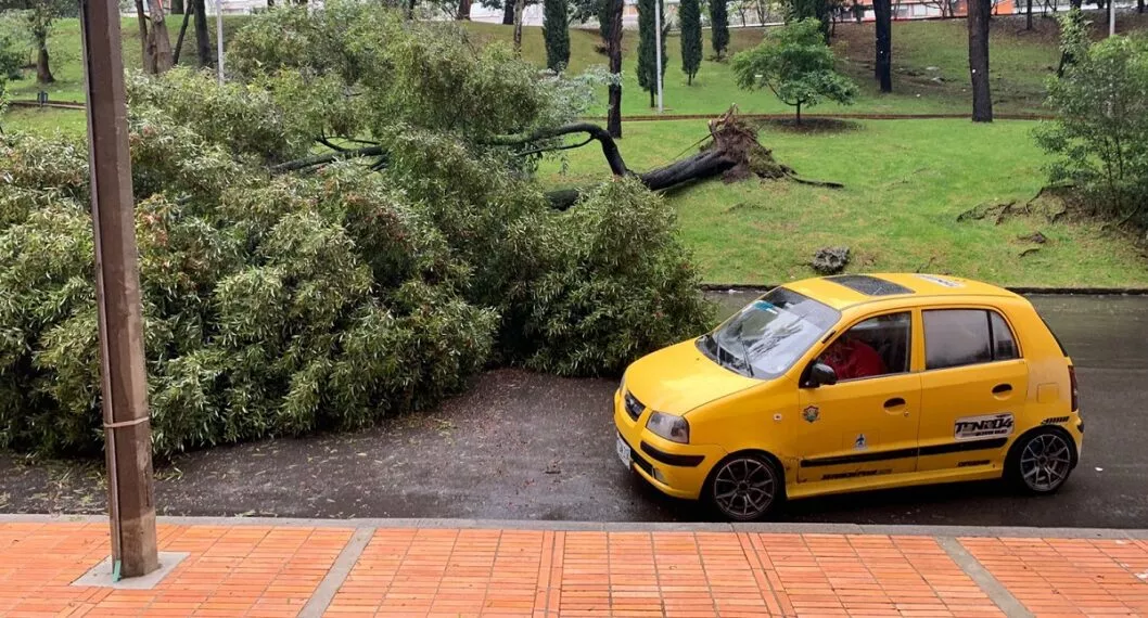 Bogotá hoy: accidente por árbol que cayó en el norte de  la ciudad.