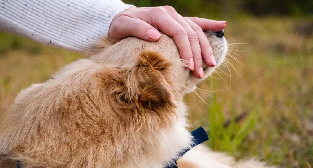 Imagen de un perro a propósito de la diferencia entre mascota y animales de compañía