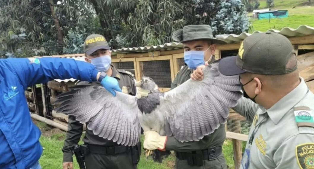 Imagen del Águila de Páramo que fue atacada con arma en zona rural de Cundinamarca