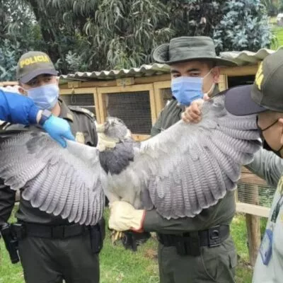 Águila de Páramo fue atacada con arma en zona rural de Cundinamarca