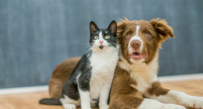 Perros y gatos se deben vacunar cuando son mascotas, pero es de forma distinta.