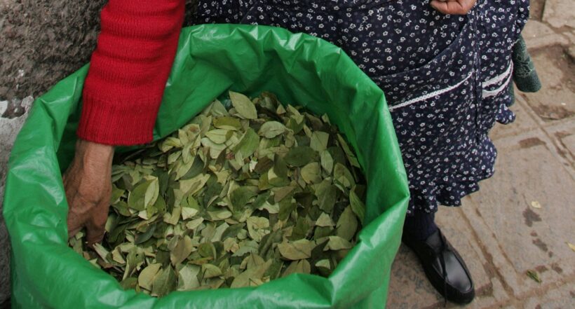 Imagen de bulto con hoja de coca ilustra artículo Perú comprará toda la producción de hojas de coca 