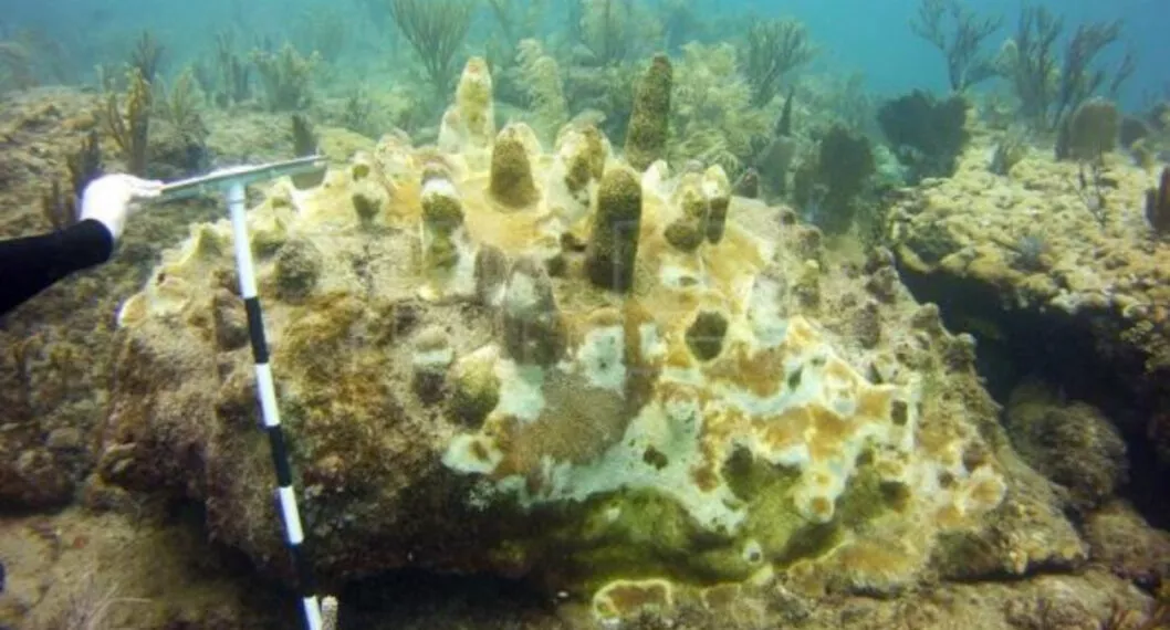 Extraña enfermedad está atacando corales en el mar de San Andrés