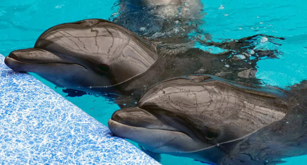 Imagen de delfines a propósito de que Rusia estaría entrenando delfines y ballenas para defender submarinos de Ucrania
