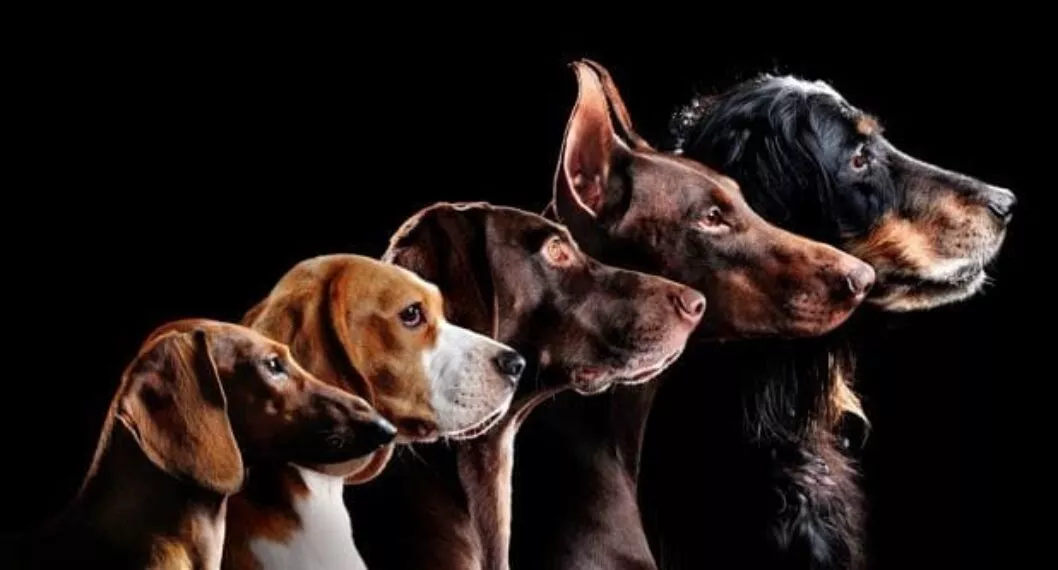 Imagen de perros a propósito de estudio genético muestra que la raza no determina el comportamiento