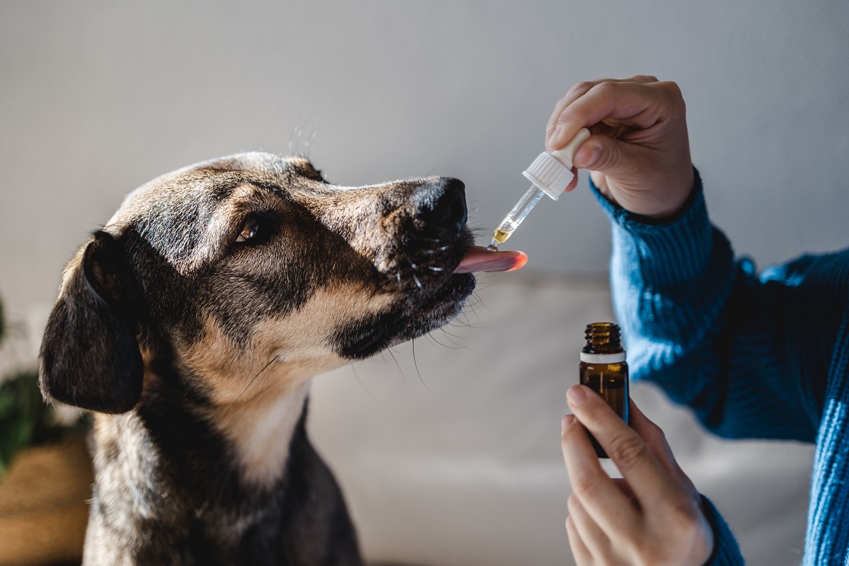 ¿Qué es y cómo funciona la medicina veterinaria holística 