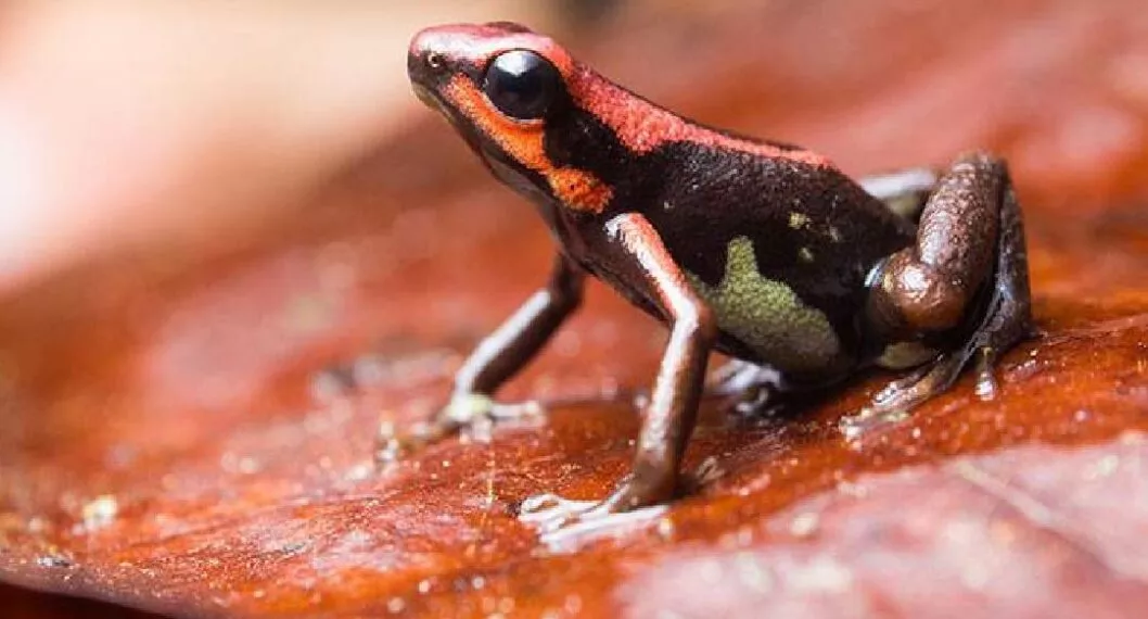 Imagen de la rana rubí a propósito de las caracteristicas que tiene una joya venenosa de la naturaleza colombiana