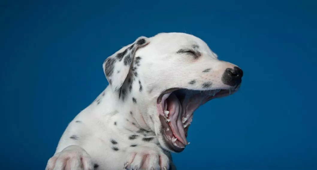 Imagen de un perro a propósito de si necesitan anestesia las mascotas que les hagan una profilaxis