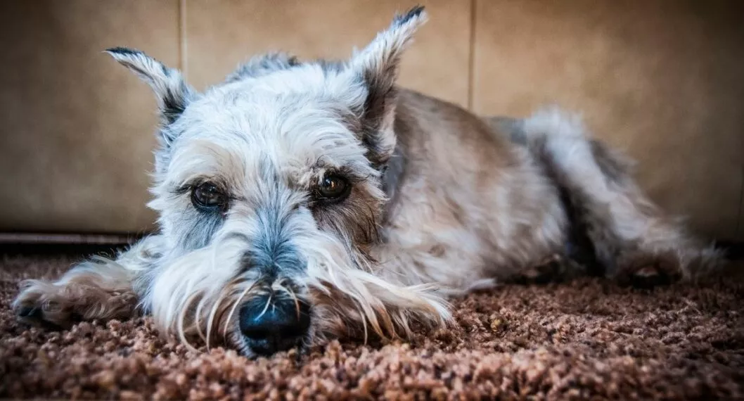 A través de redes sociales se conoció el caso de ‘Tato’, un perrito que fue entregado muerto a sus dueños por parte de la guardería Boston School.