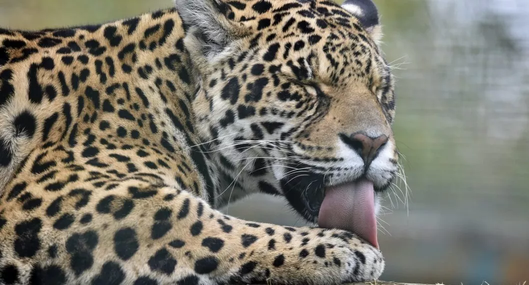 Grupo ambiental de La Guajira investiga presunto sacrificio de jaguar 