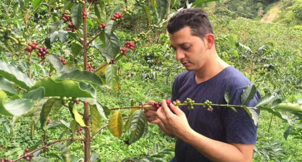 Newerley Gutiérrez, catador de café oriundo de Rioblanco, Tolima.