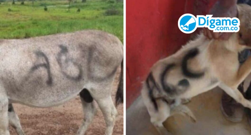 Pintan animales con las siglas AGC en medio del paro armado en Colombia