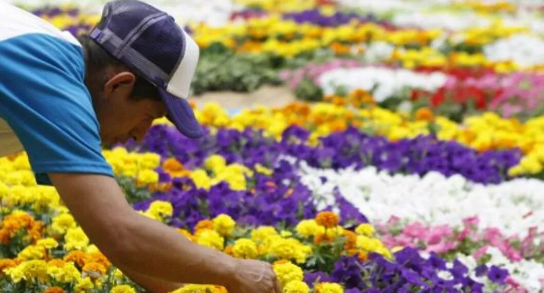 Durante el Día de la Madre se exportaron cerca de 650 millones de tallos de flores colombianas