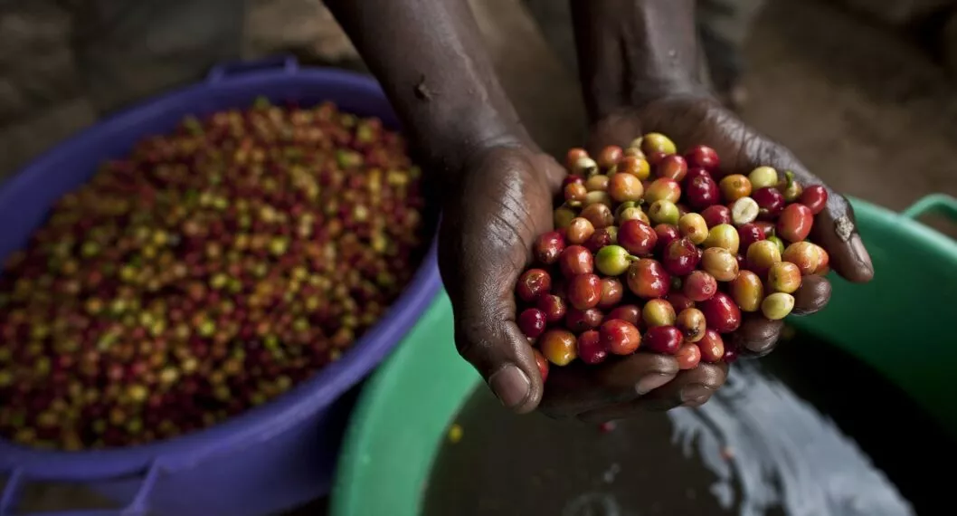 Malas noticias para el café: producción y exportación, afectadas por precios de insumos