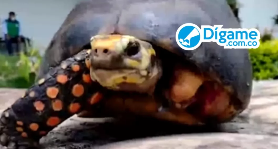 VIDEO ampuntan con machete extremidad de una tortuga