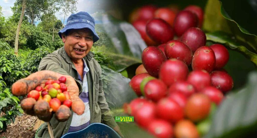 El café es el tercer cultivo más importante en extensión en Cundinamarca, después de la papa y la caña panelera.