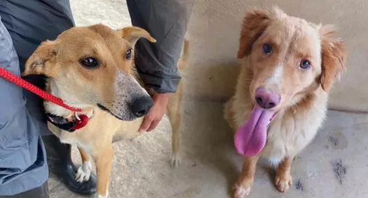 Imagen de los perros en adopción en Ubaté buscan un hogar ya que fueron abandonados