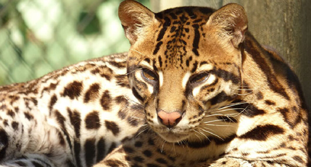 Imagen de El Leopardus pardalis es el felino que se encunetra en peligro de extinción