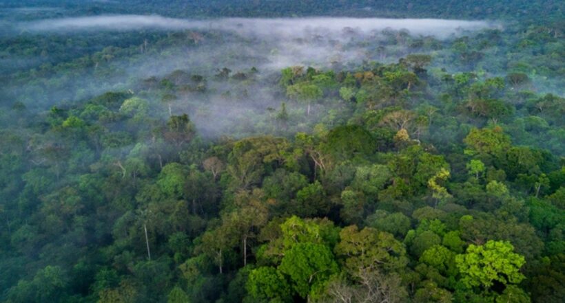 Imagen del Amazonas, a propósito de que pueblos indígenas de Colombia podrían ser pioneros en gobernar Amazonia