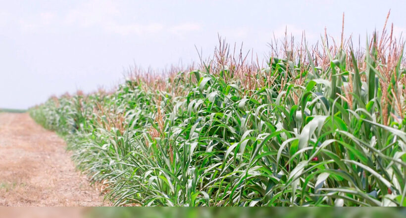  Se espera que para 2022 las cifras sean mayores dada la subida del grano importado.