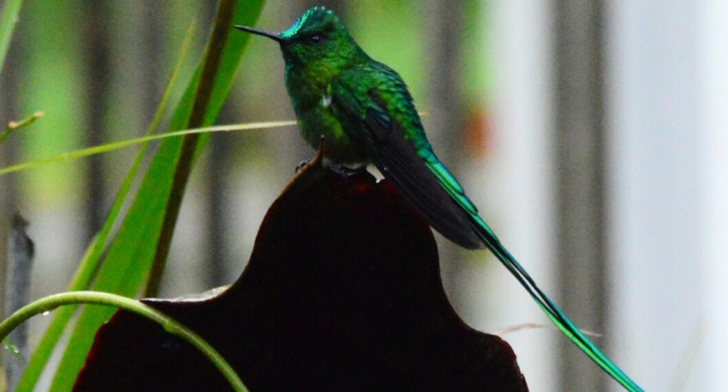 Imagen de un Colibrí a propósito que Colombia recuperó primer lugar en avistamiento de aves a nivel mundial