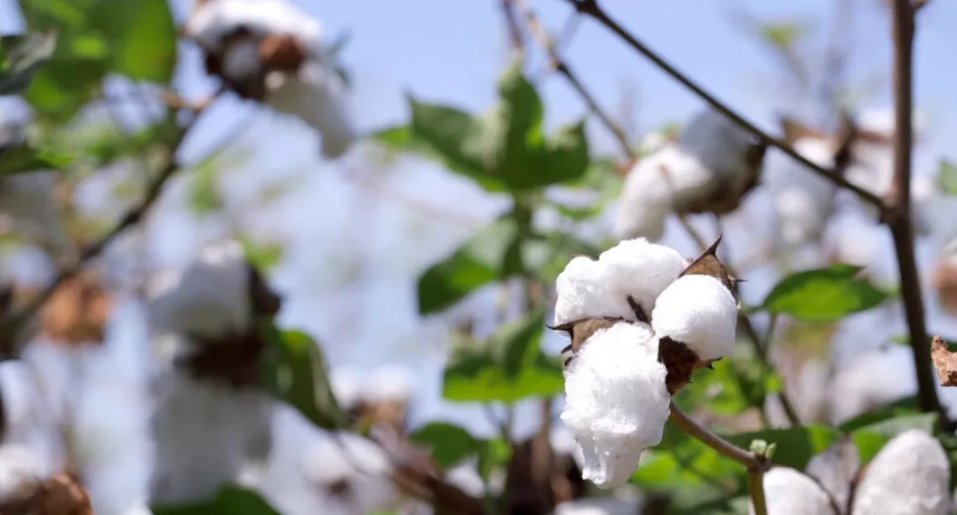 Cultivos transgénicos y la intención de reactivar el algodón en el Cesar 