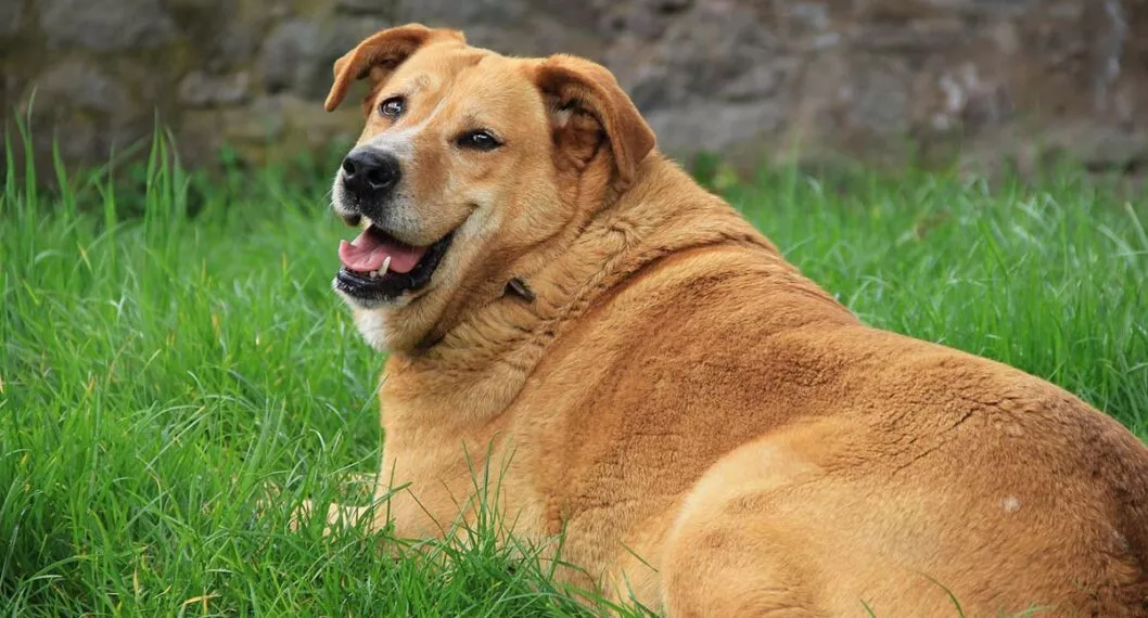 Imagen de un perro gordo a propósito de cuáles son los hábitos que ponen obesas a las mascotas y cómo puede evitarlos